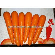 Frische Karottenqualität und guter Preis / frischer Karottenlieferant